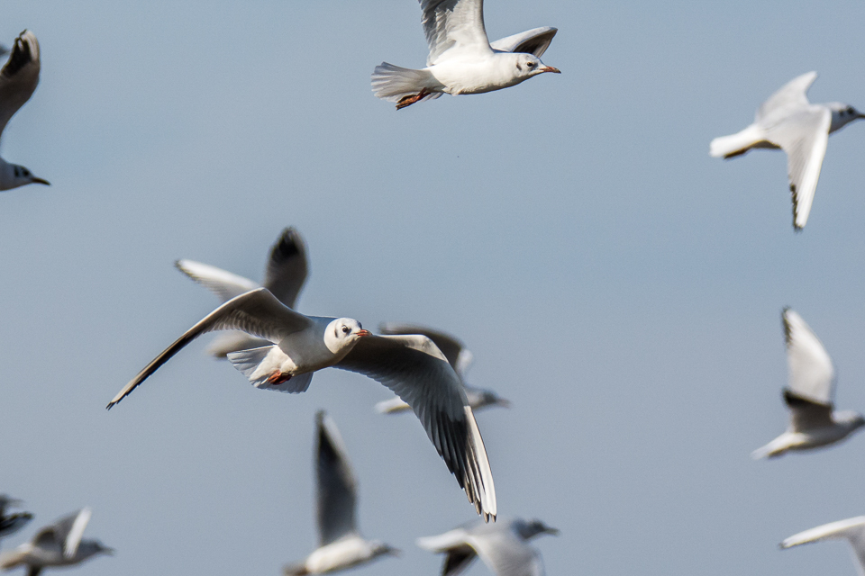Black-headed gull