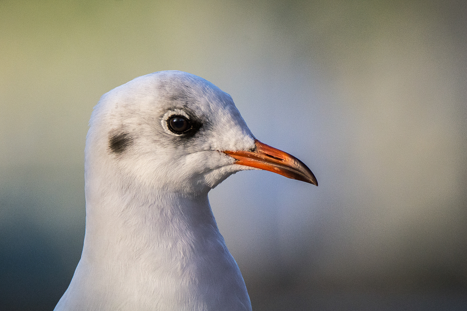 Black-headed gull