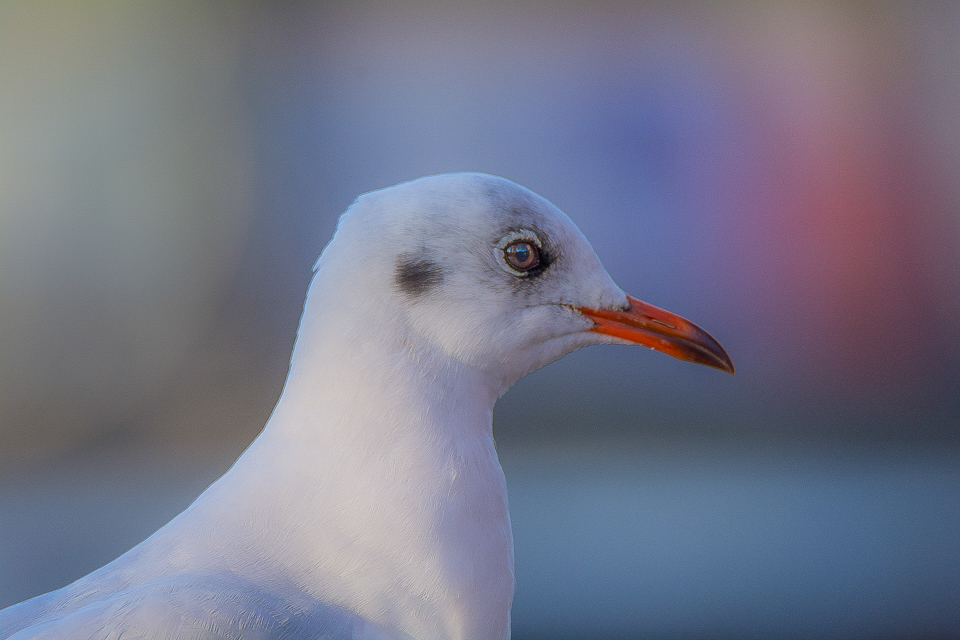 Black-headed gull