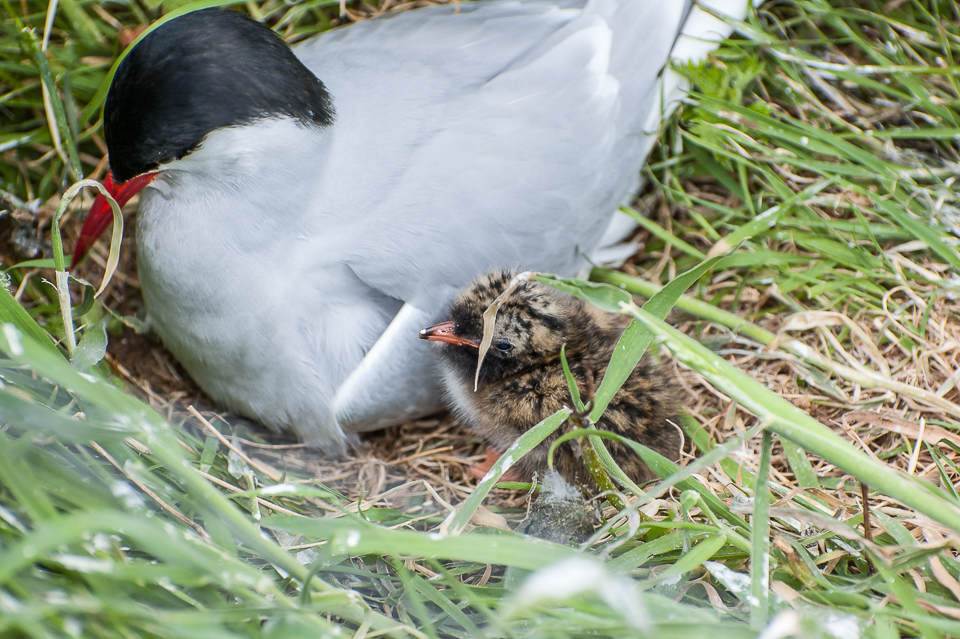 Arctic tern