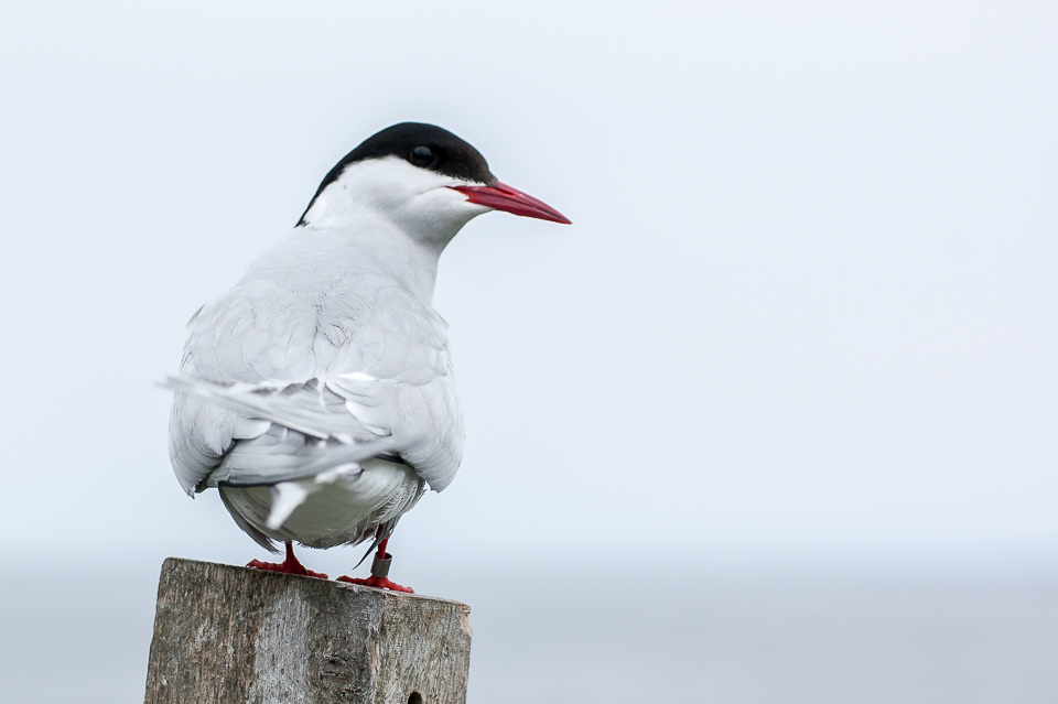 Arctic tern