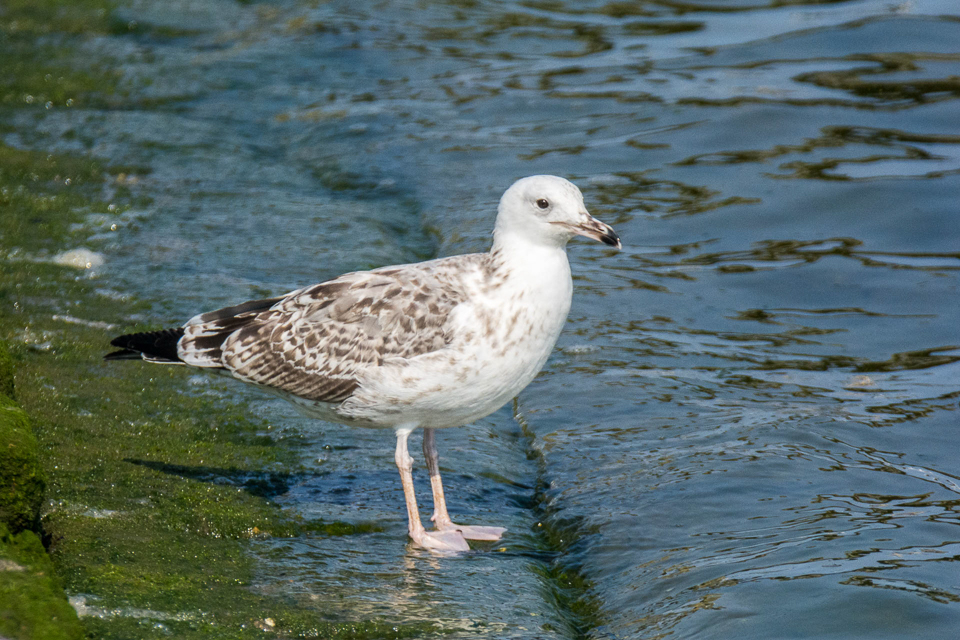 Caspian gull