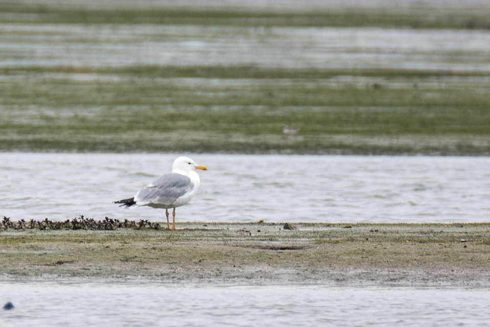Caspian gull