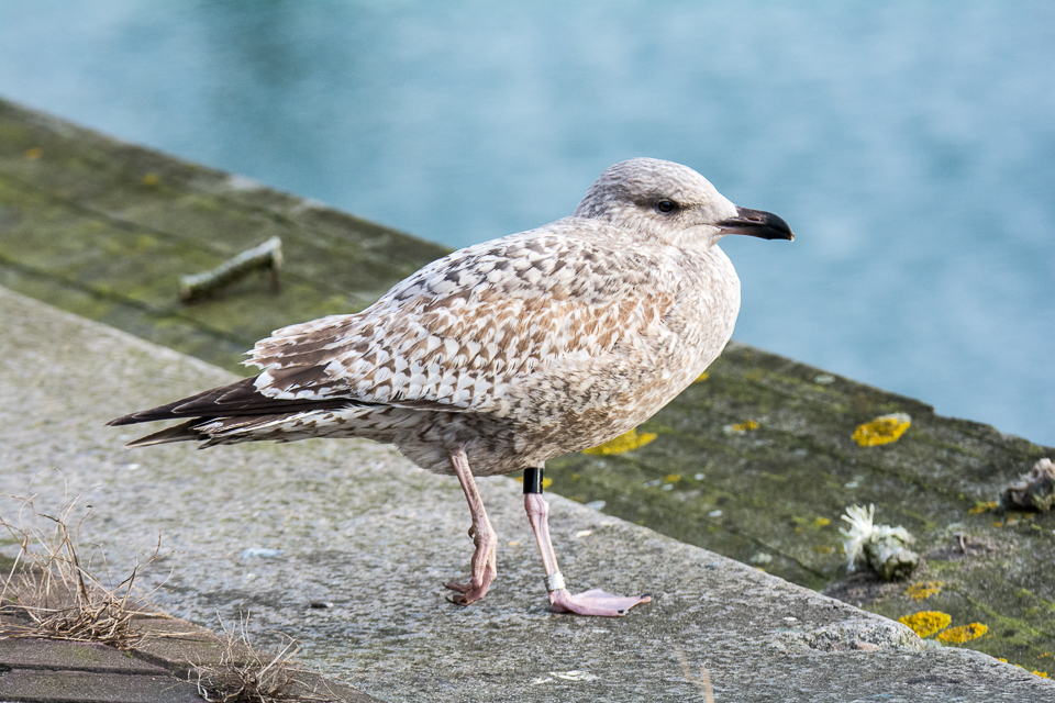 Herring gull