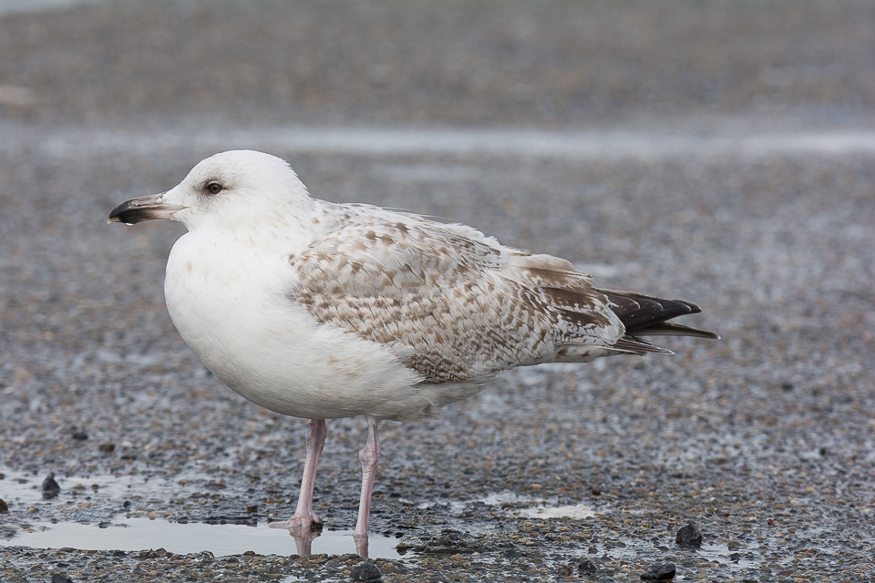 Herring gull