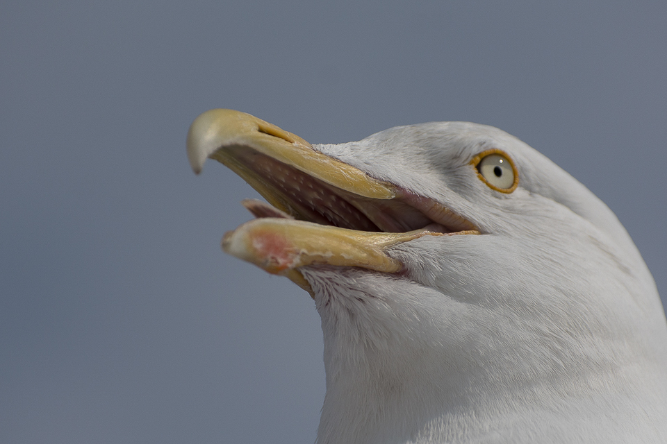 Herring gull