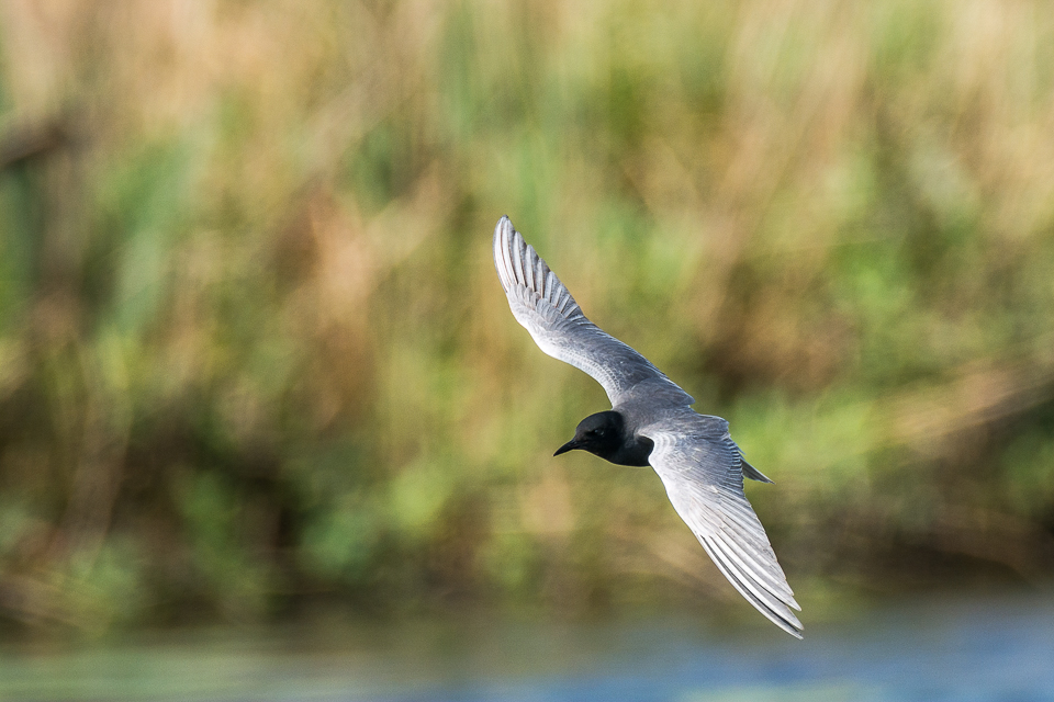 Black tern