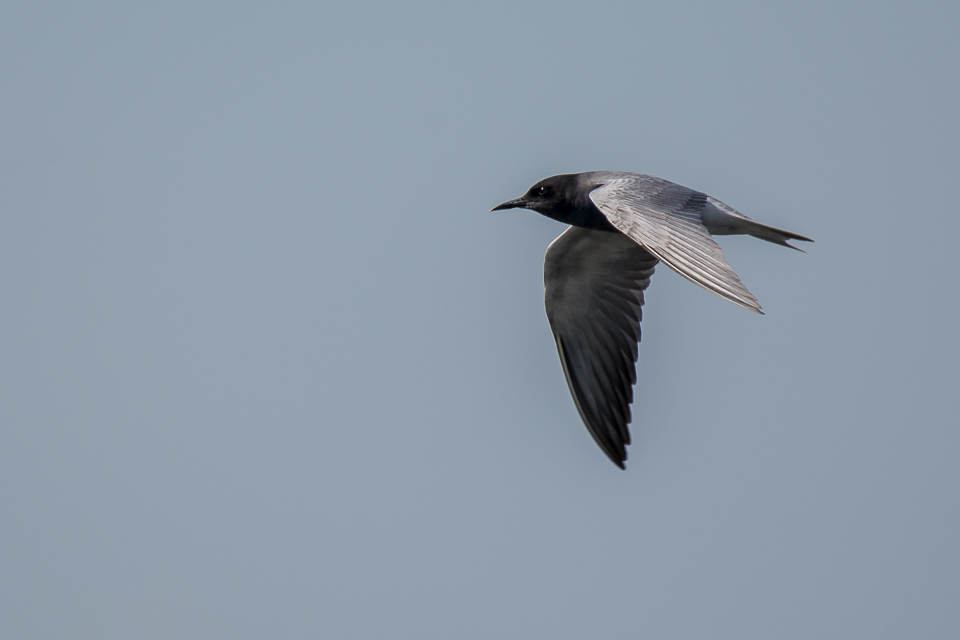 Black tern