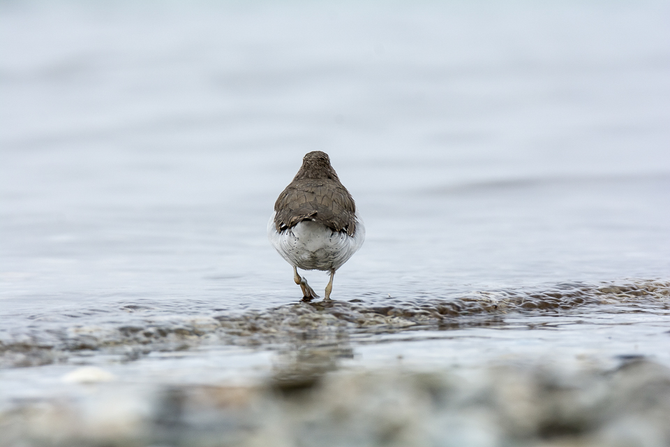 Actitis macularius - Spotted sandpiper