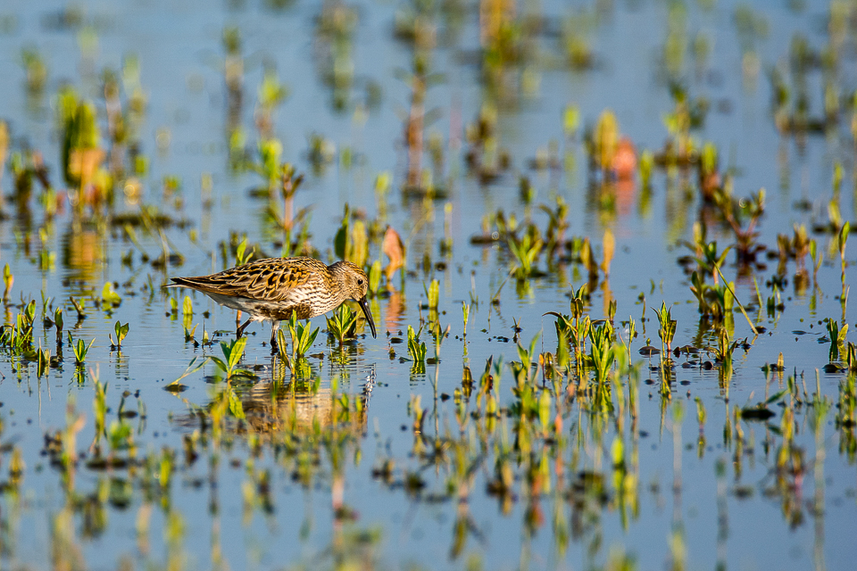 Calidris alpina - Dunlin