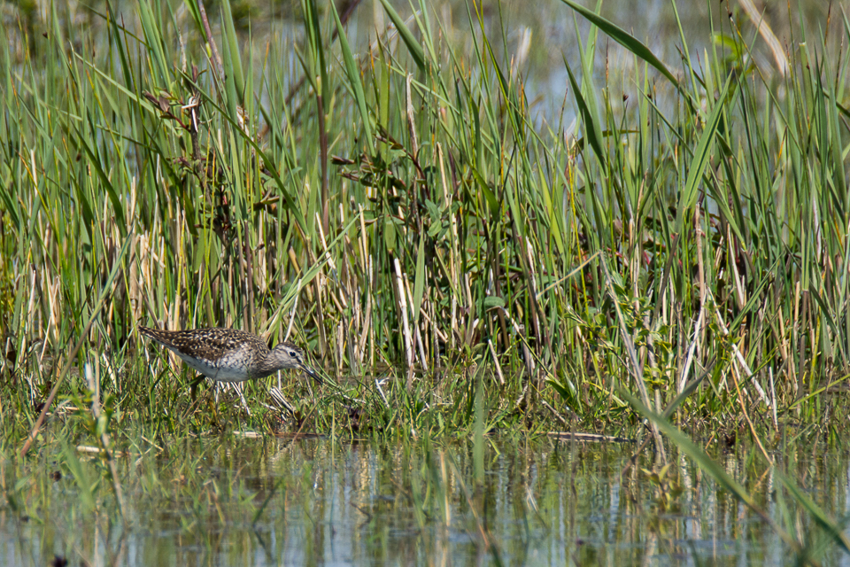 Tringa glareola - Wood sandpiper