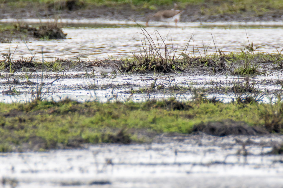 Broad-billed sandpiper