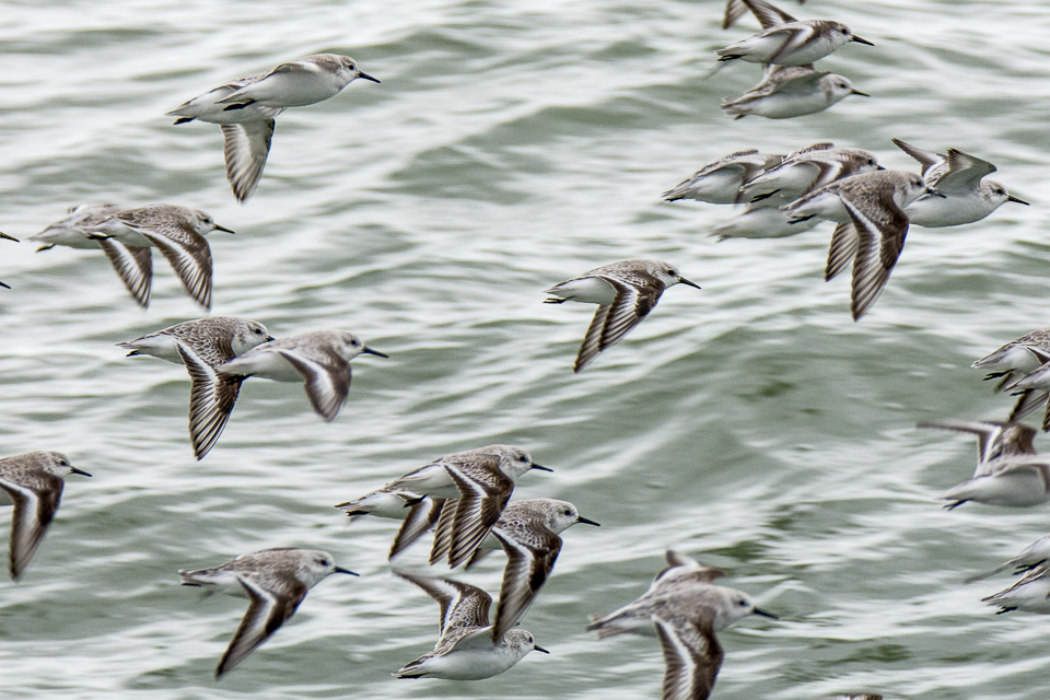Sanderling
