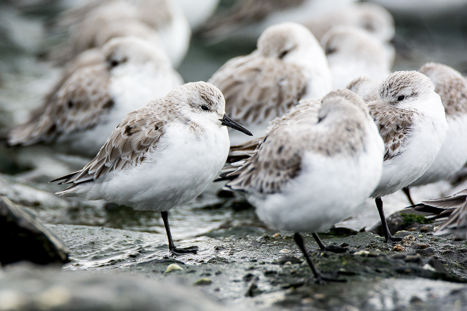 Calidris alba - Sanderling