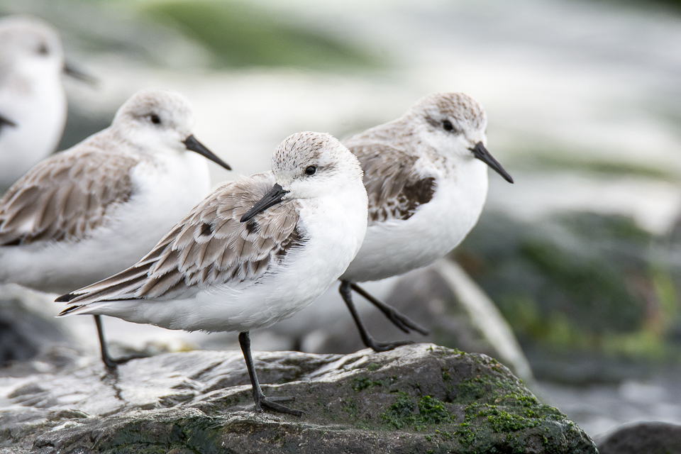 Sanderling