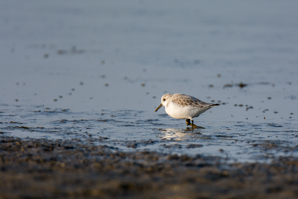 Sanderling