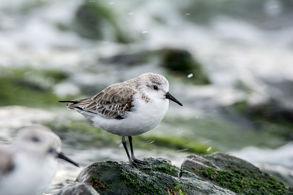 Sanderling