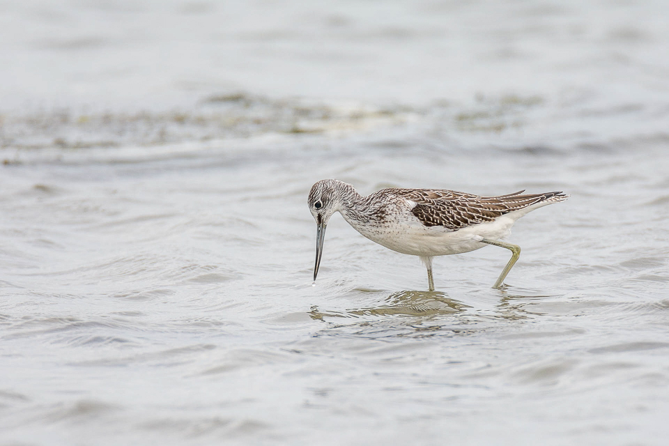 Tringa nebularia - Common greenshank