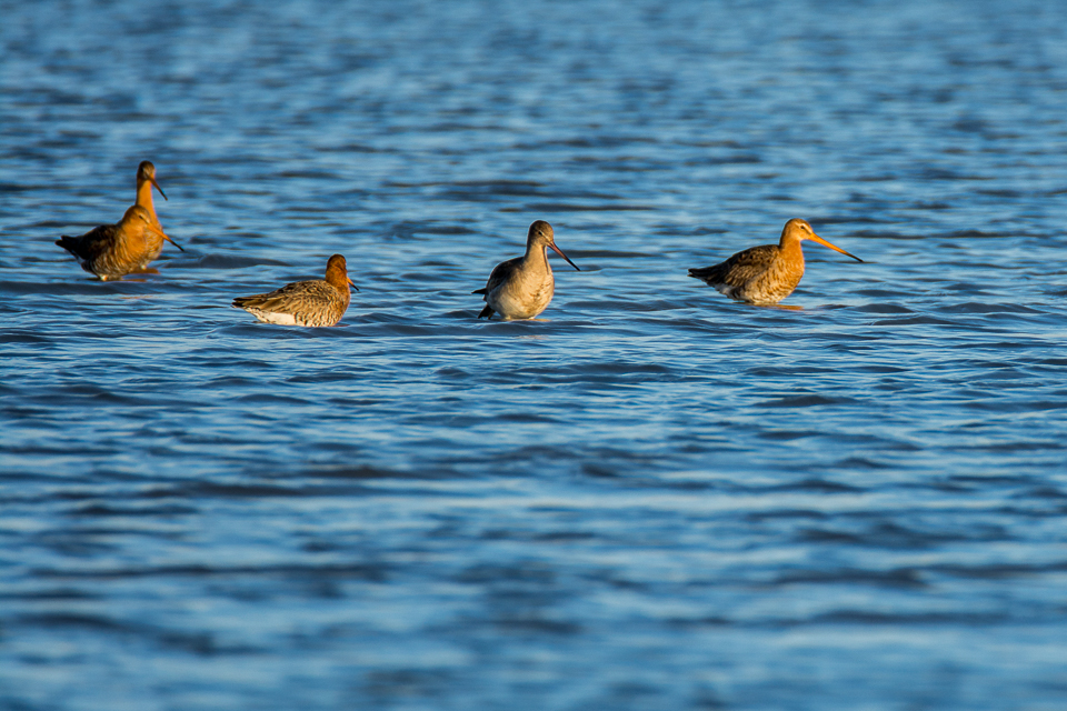 Black-tailed godwit