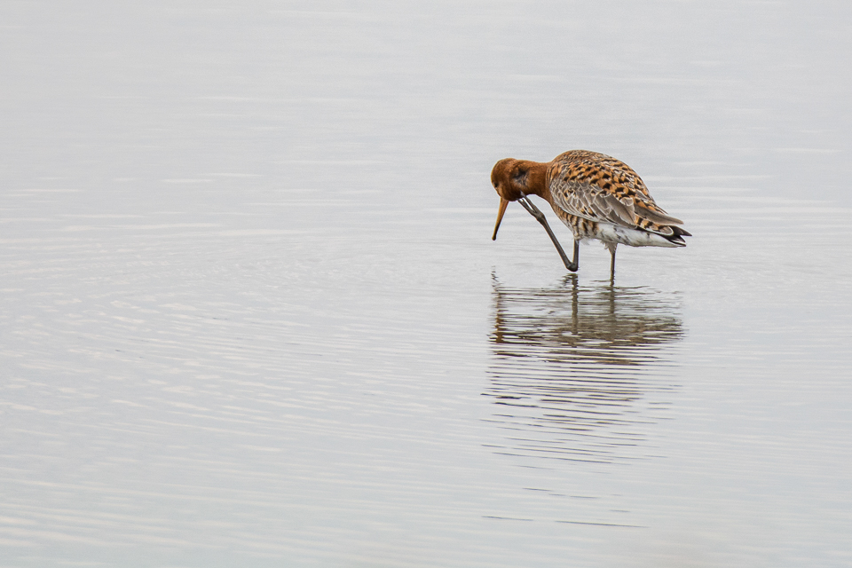 Black-tailed godwit