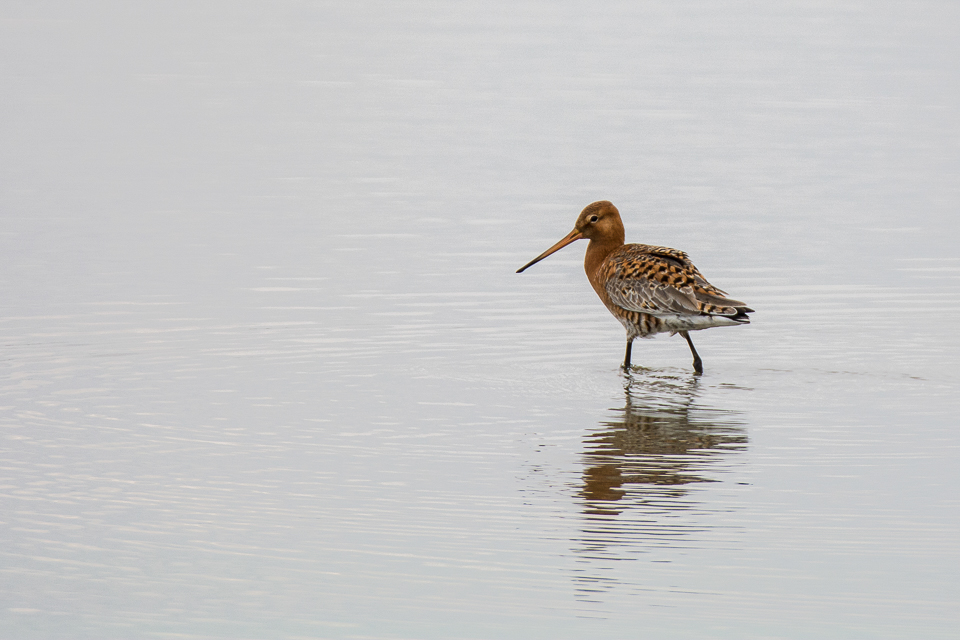 Limosa limosa - Black-tailed godwit