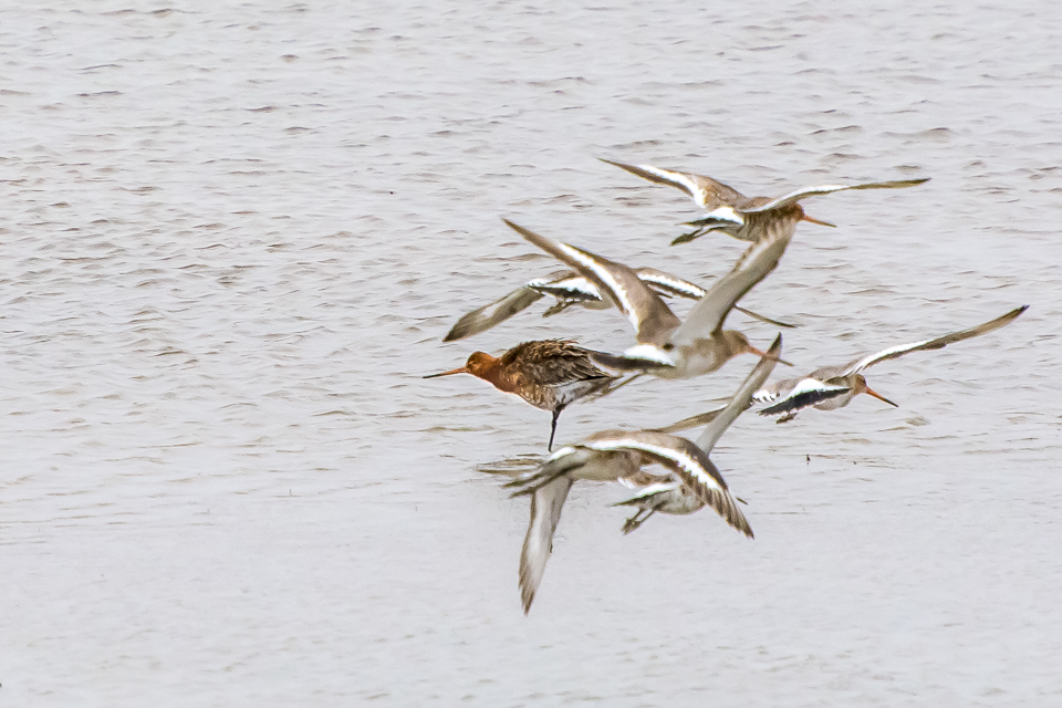 Black-tailed godwit
