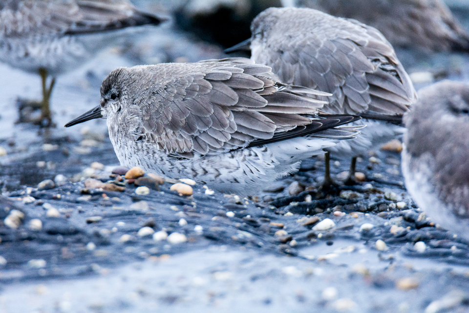 Calidris canutus - Red knot