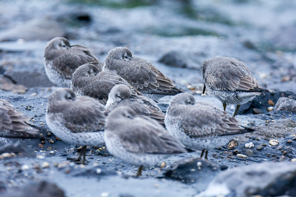 Red knot