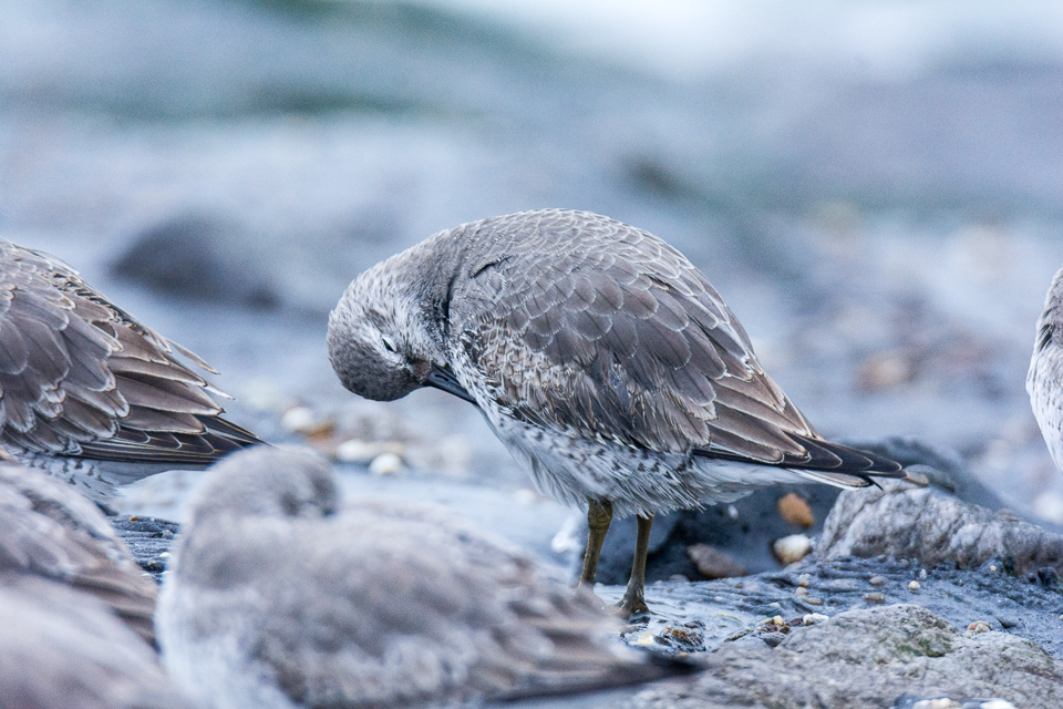 Red knot