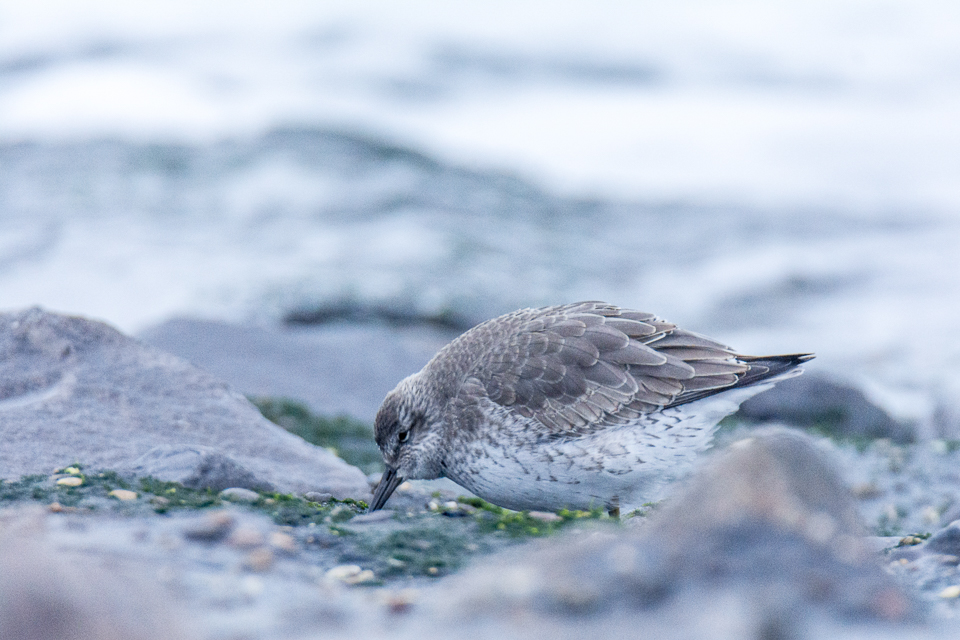 Red knot