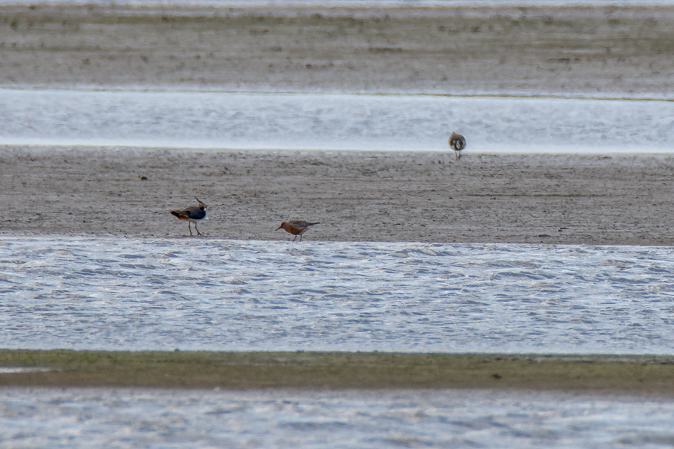 Red knot