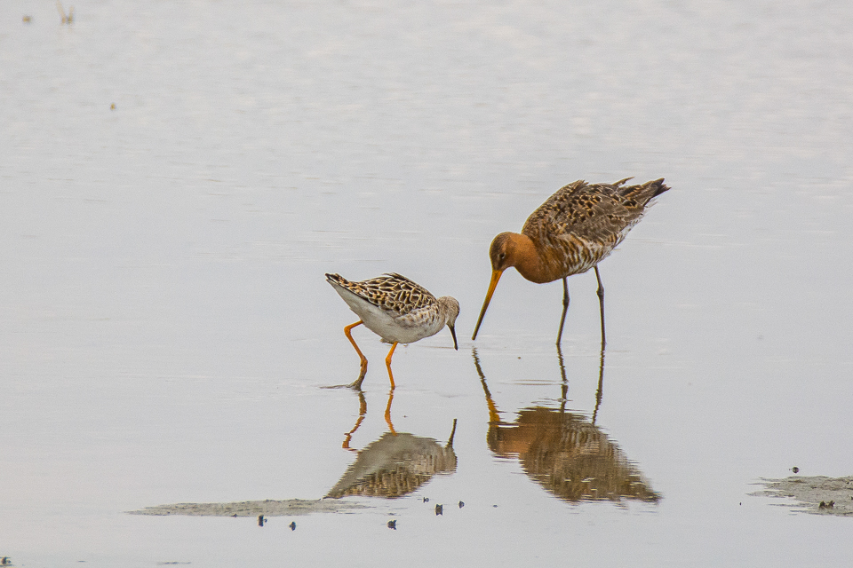 Philomachus pugnax - Ruff