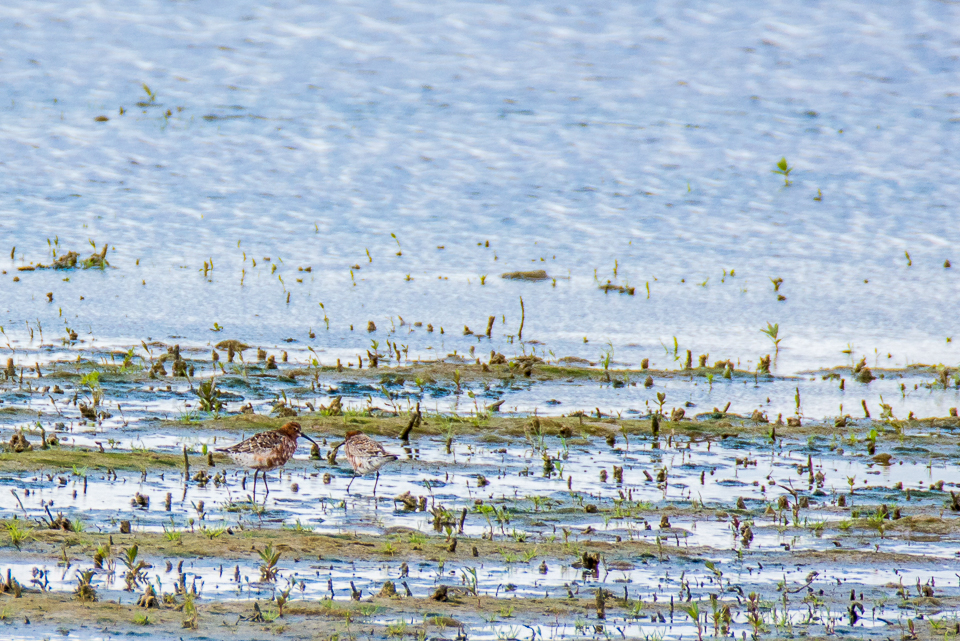Calidris ferruginea - Curlew sandpiper