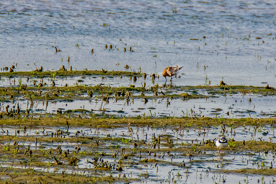Curlew sandpiper