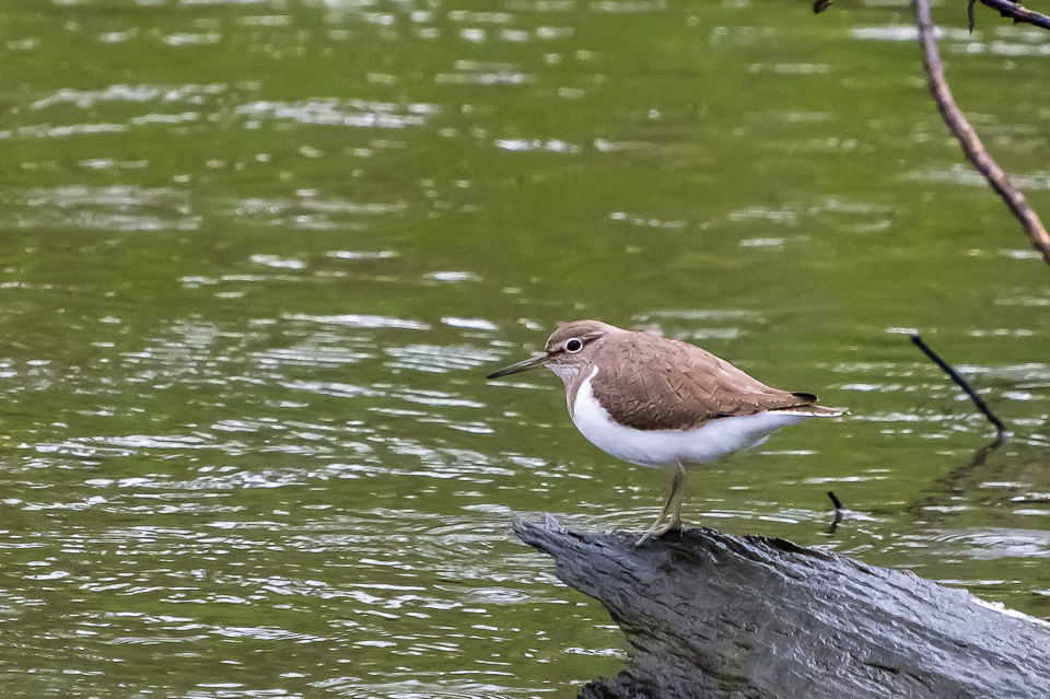 Actitis hypoleucos - Common sandpiper