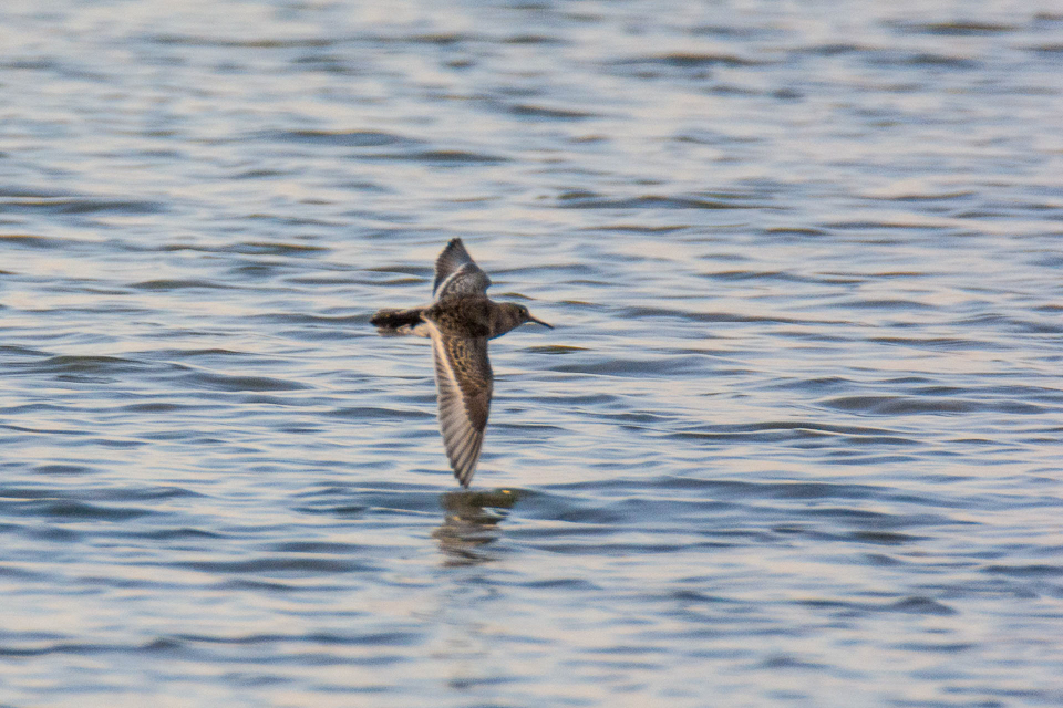 Purple sandpiper