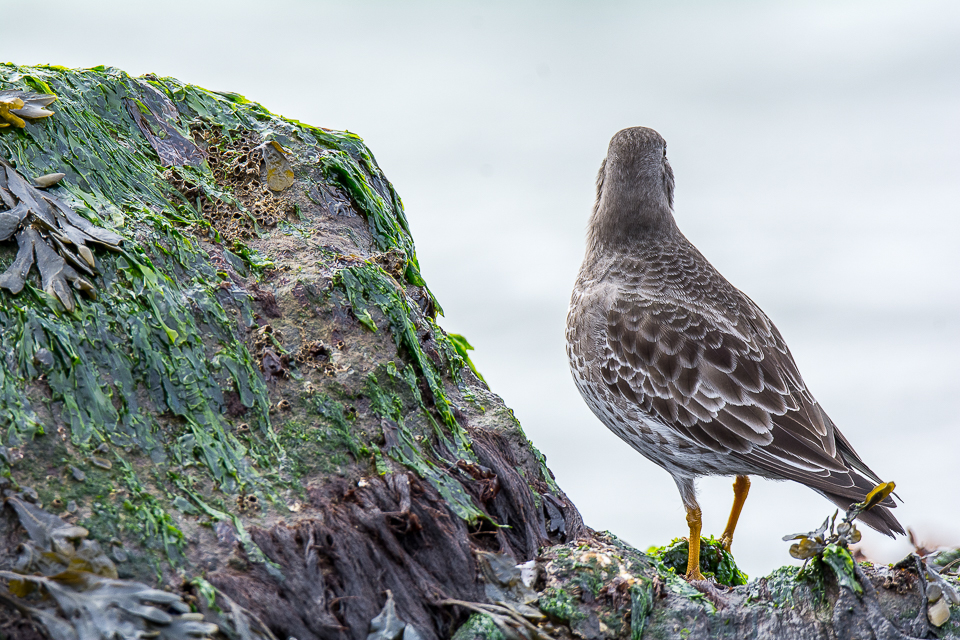 Calidris maritima - Purple sandpiper