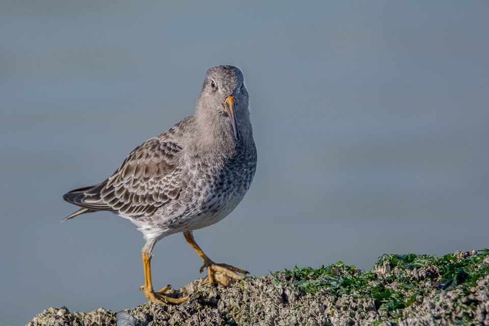 Purple sandpiper