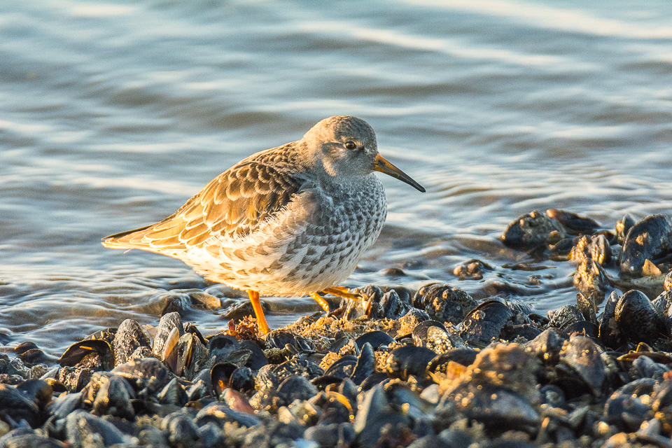 Purple sandpiper