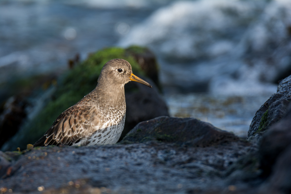 Purple sandpiper