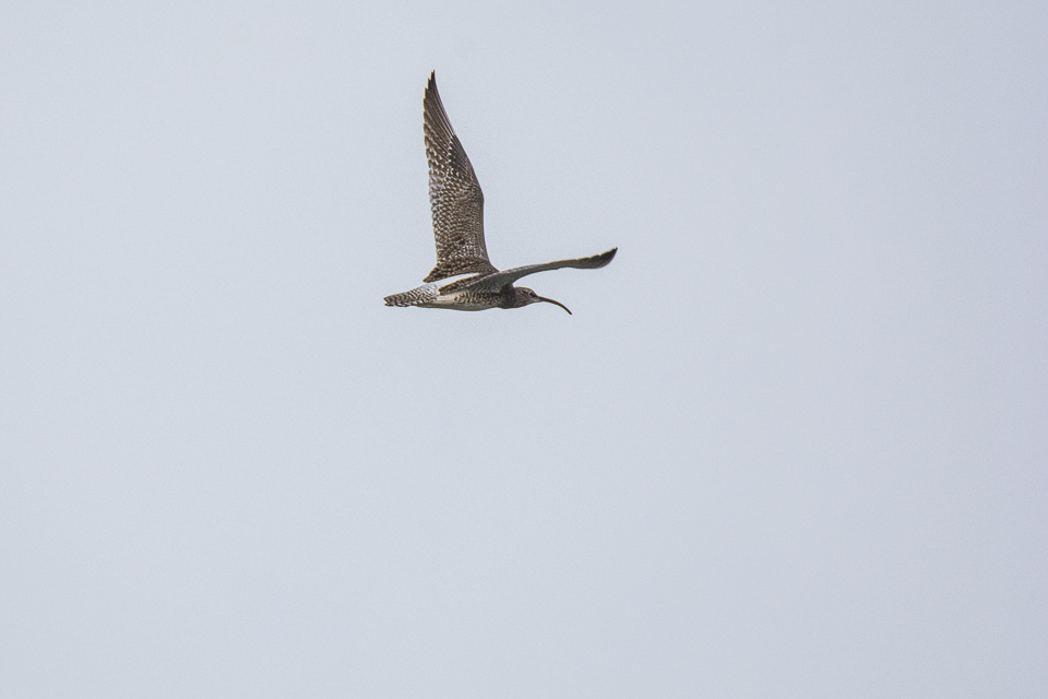 Whimbrel