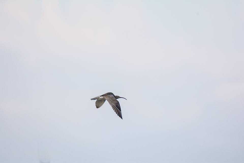 Whimbrel