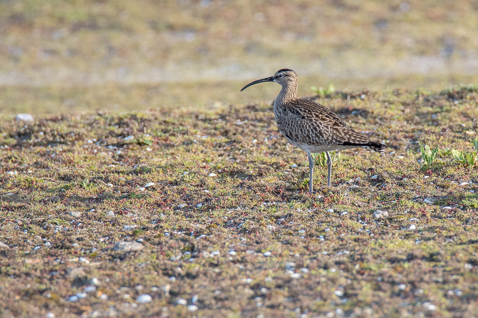 Whimbrel