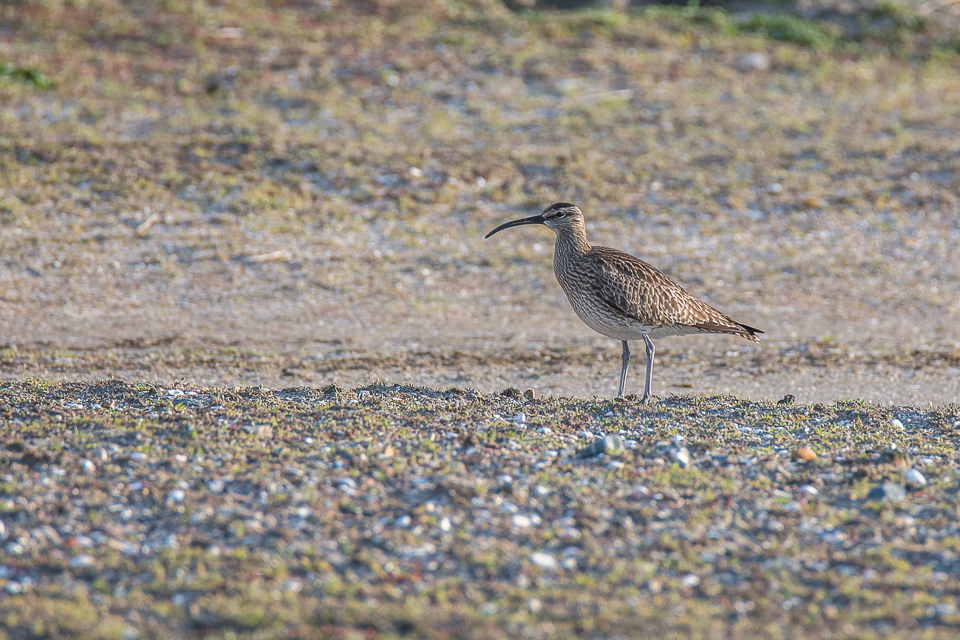 Numenius phaeopus - Whimbrel