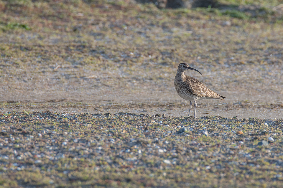 Whimbrel
