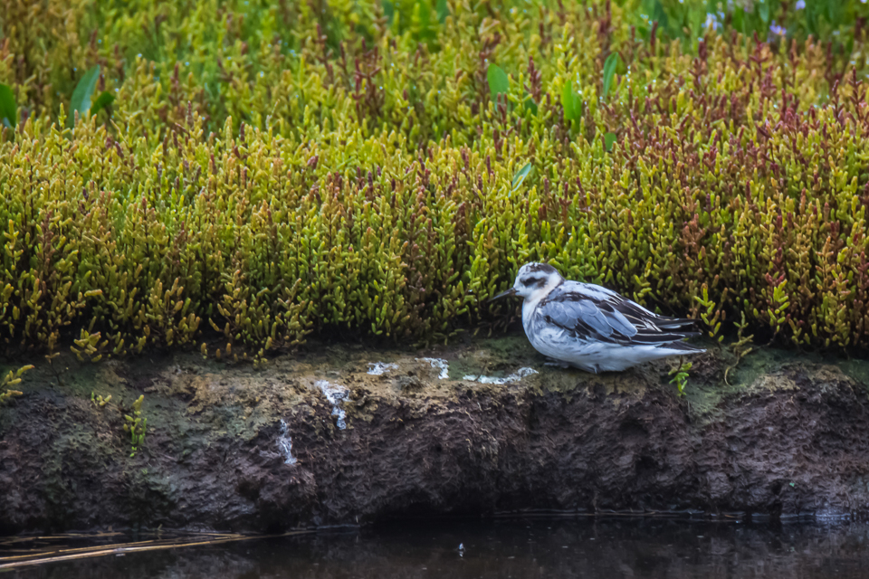 Phalaropus fulicarius - Red phalarope