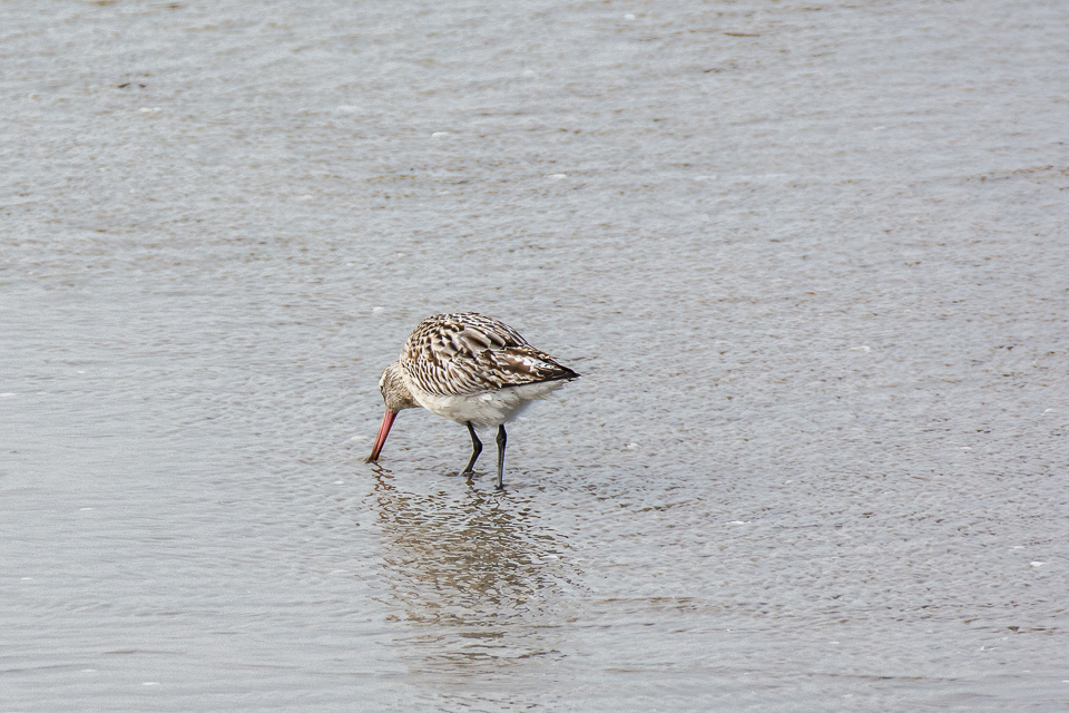 Limosa lapponica - Bar-tailed godwit