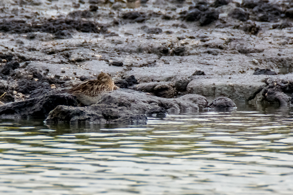Calidris acuminata - Sharp-tailed sandpiper