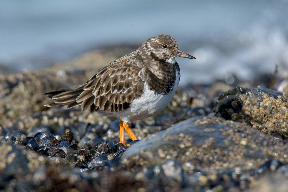 Arenaria interpres - Ruddy turnstone