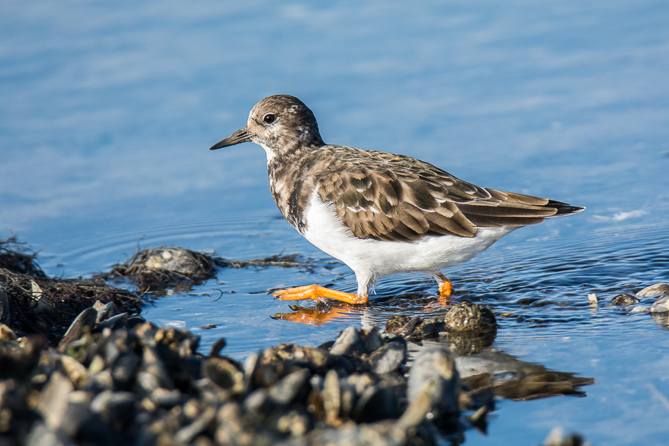 Ruddy turnstone